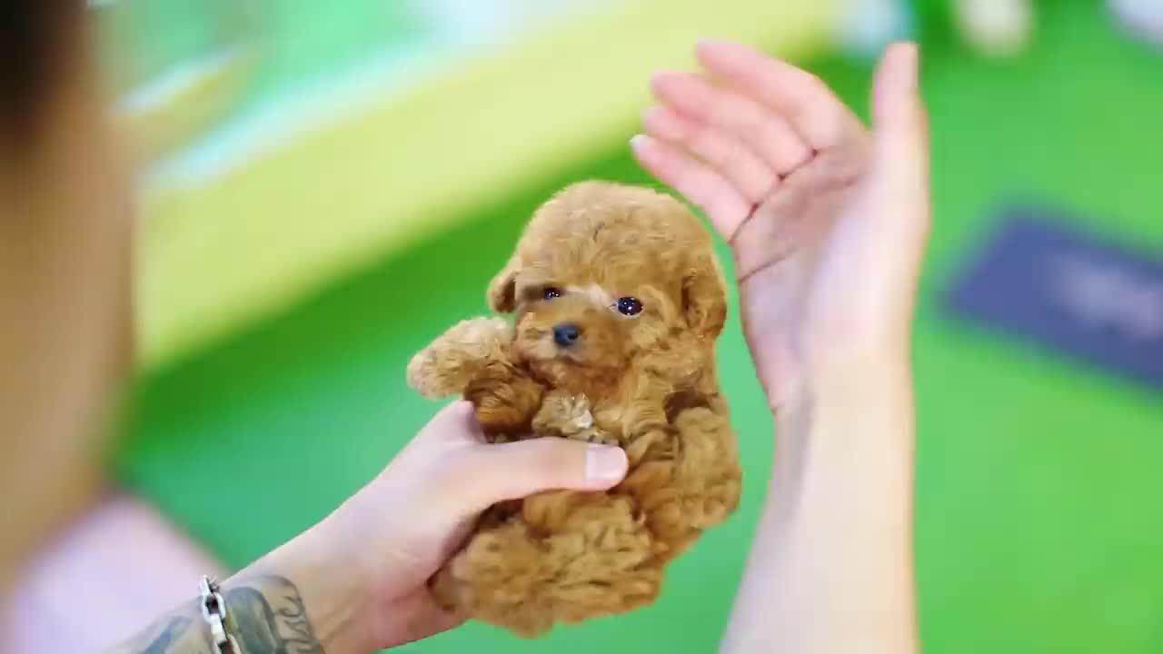 真正的茶杯犬好养吗,超级可爱茶杯犬不流浪了怎么办