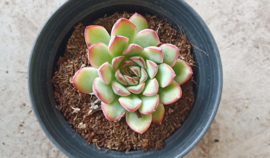 多肉叶子晒软皱了怎么办,多肉叶子皱了怎么恢复