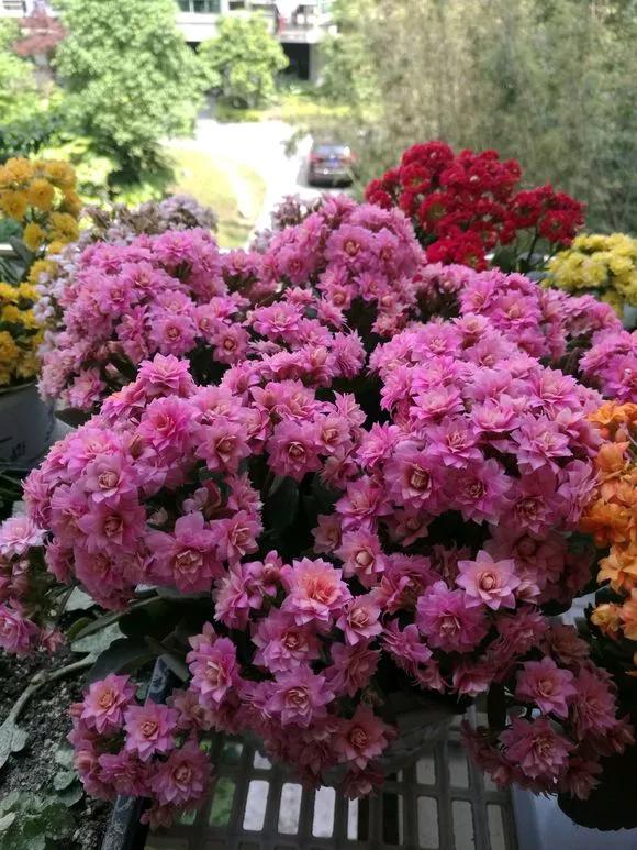 这3种花随便扦插好成活夏天疯长,常见花卉的扦插大法