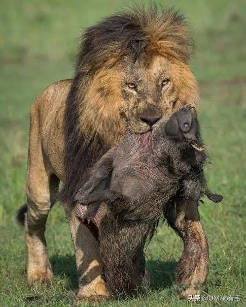 只刷啥是佩奇！那些被夺去猪年C位的小可爱你忘了吗？！