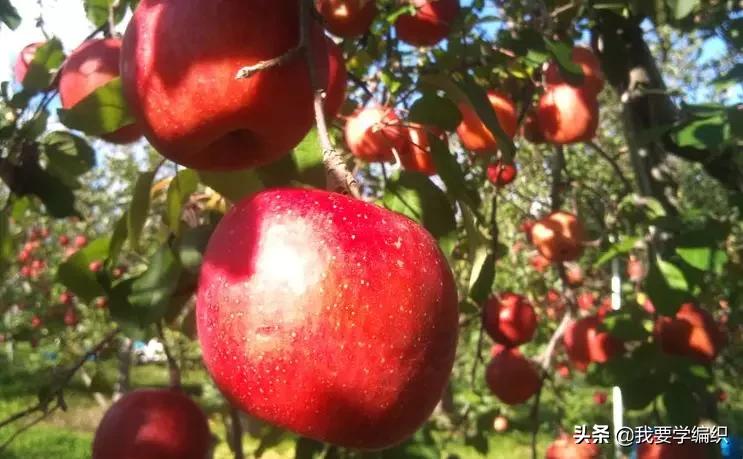 日本天价水果上热搜，苹果100元一个！中国老农却种出奶油富士