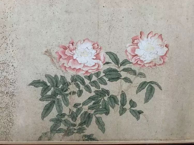 月季花的修剪时间和方法,月季花的作用