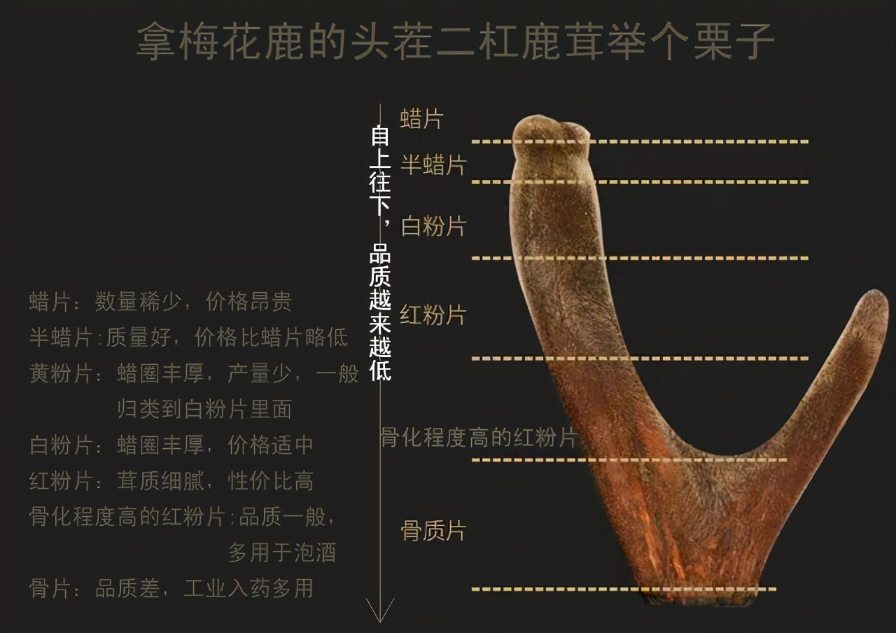 鹿茸片你买对了吗?学习一下再下手吧
