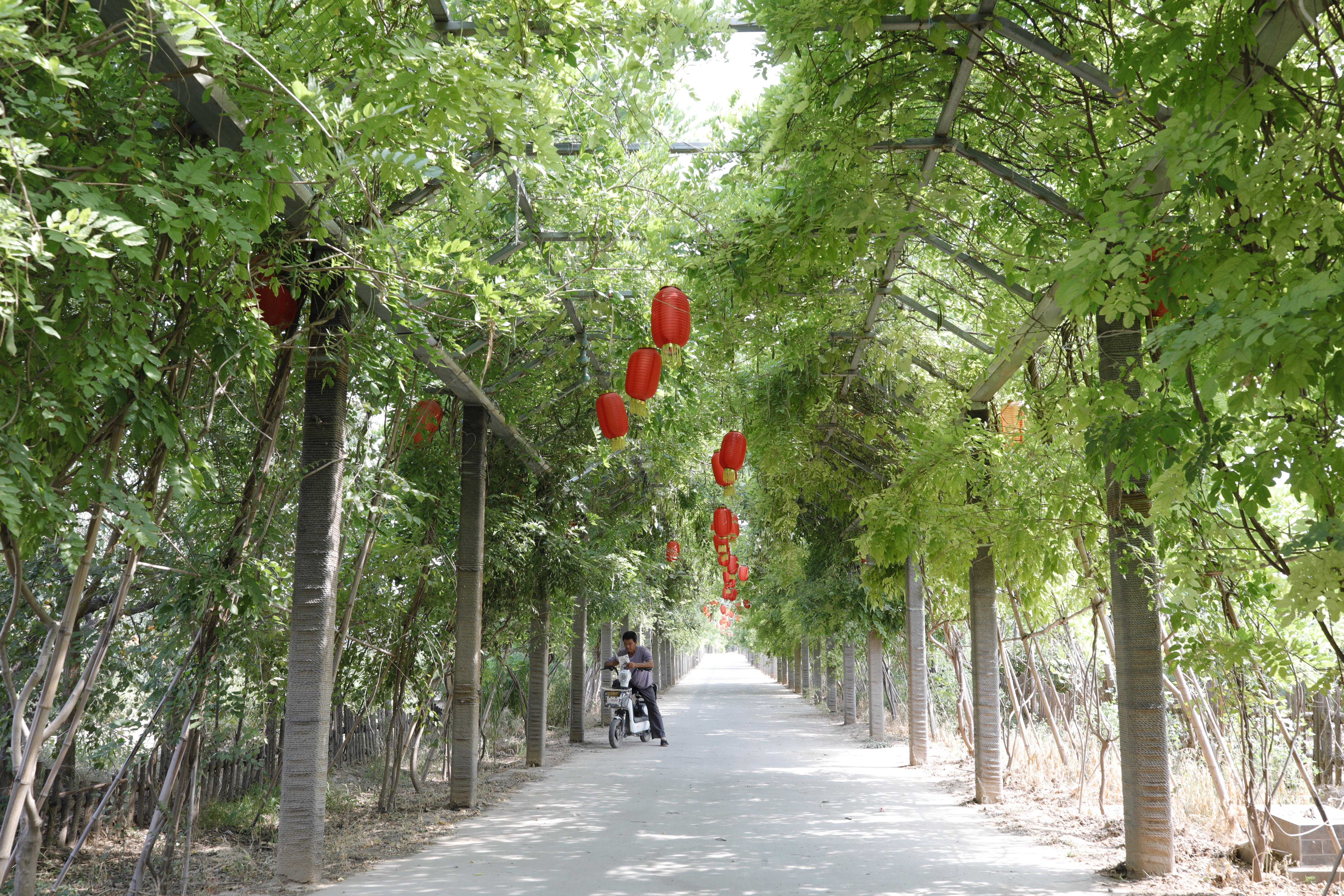 绾㈡潖涔嬩埂,涓浗绾㈡潖涔嬩埂