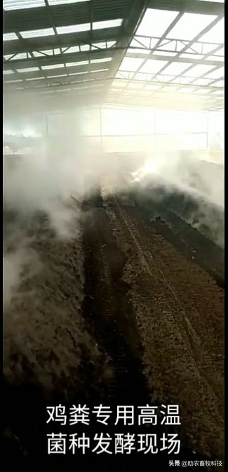 家禽粪便风干,鸡鸭粪便自然发酵方法