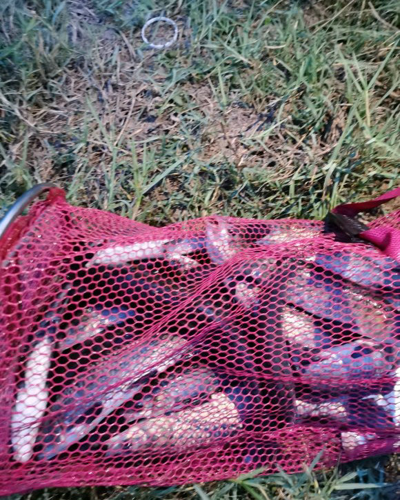 洪水冲出一个800斤的鲶鱼,湖南怀化草鱼