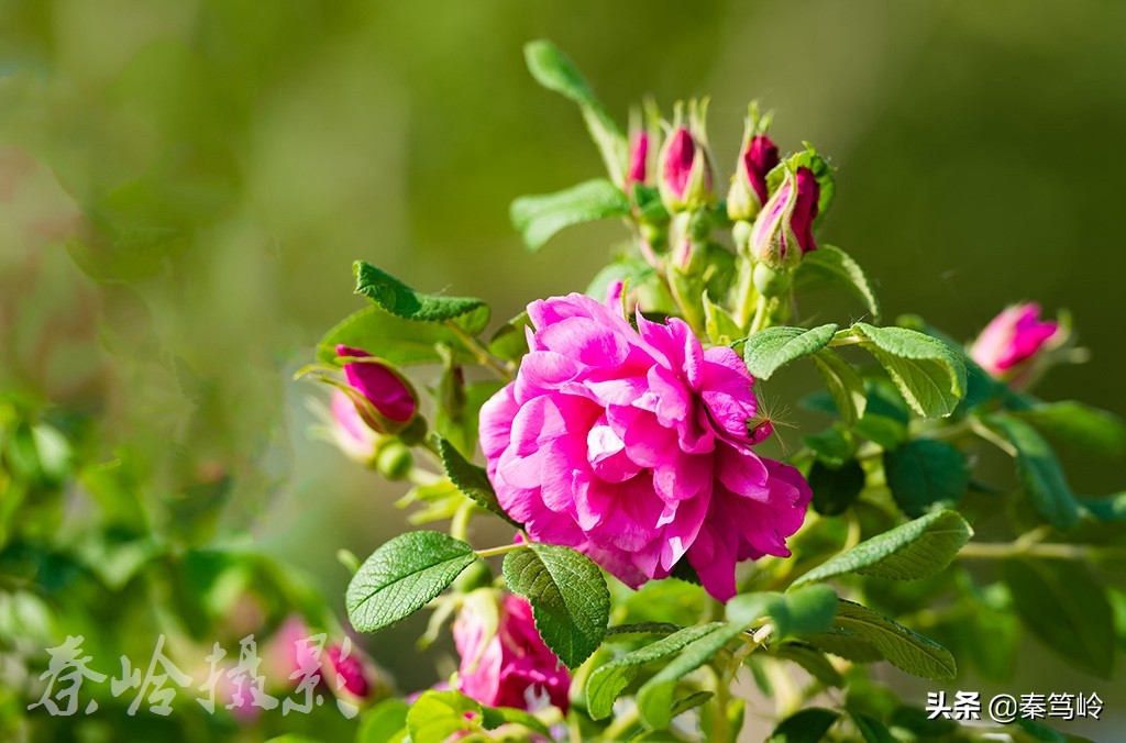 五月玫瑰花期,五月玫瑰盛开时