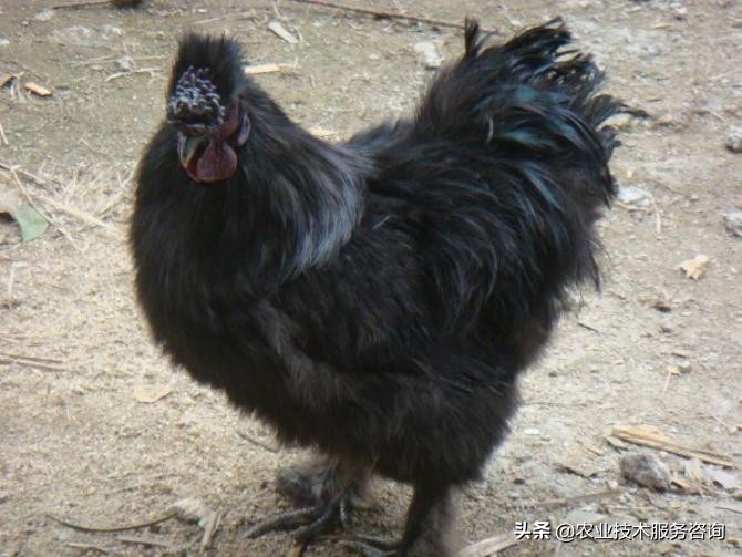 东乡绿壳蛋鸡养殖前景,中国绿壳蛋鸡养殖基地