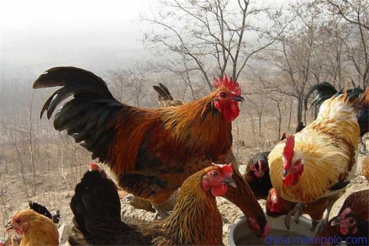 柴鸡的养殖技术教程,柴鸡养殖技术有哪些