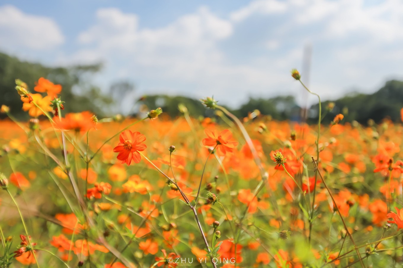 无锡梅园不只能赏梅,初秋近万亩百合花海盛放,小姐姐直呼太美了