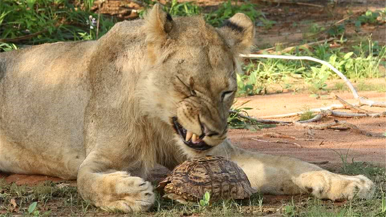 乌龟被拆了还能活吗,乌龟被挖出来