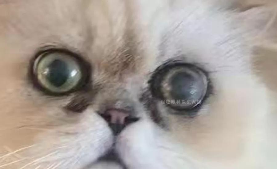 猫咪眼睛化脓怎么回事,猫咪角膜穿孔没钱做手术咋办