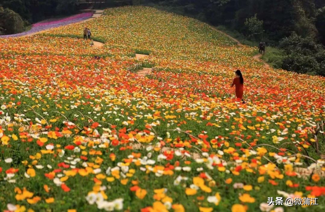 石象湖现在开放吗最新消息,石象湖景区什么时候开放