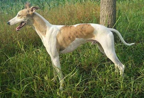 为什么不建议养细犬,古代农村为什么不养细犬