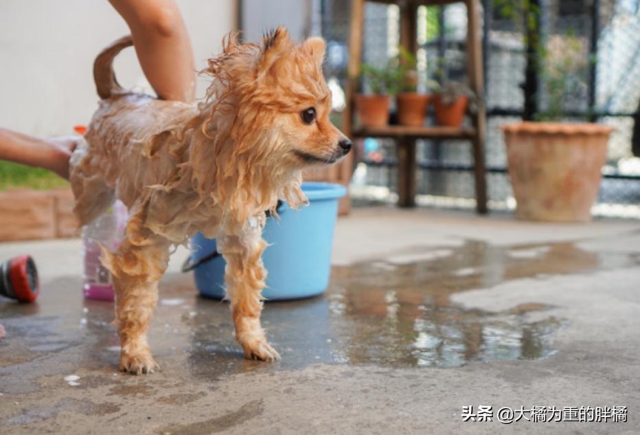 博美为啥脾气暴躁爱咬人,博美性格暴躁吗