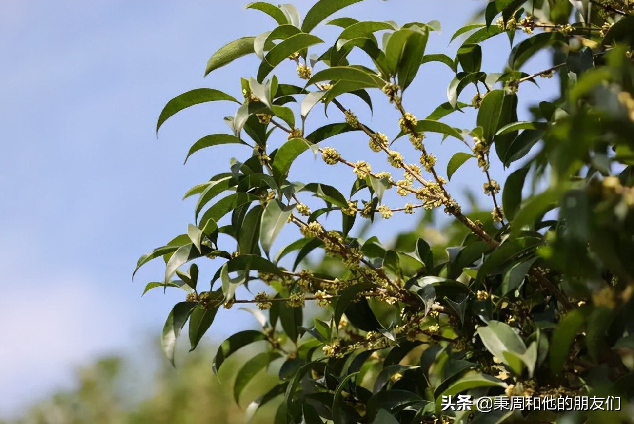 秉周和他的朋友们:八月花令同题诗歌