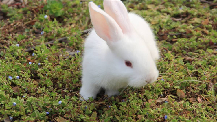 兔子最简单分雌雄图片,15天兔子雌雄对照图