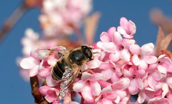 蜂蜜蜂农造假手段一览表,600多斤土蜂蜜滞销愁坏养蜂人