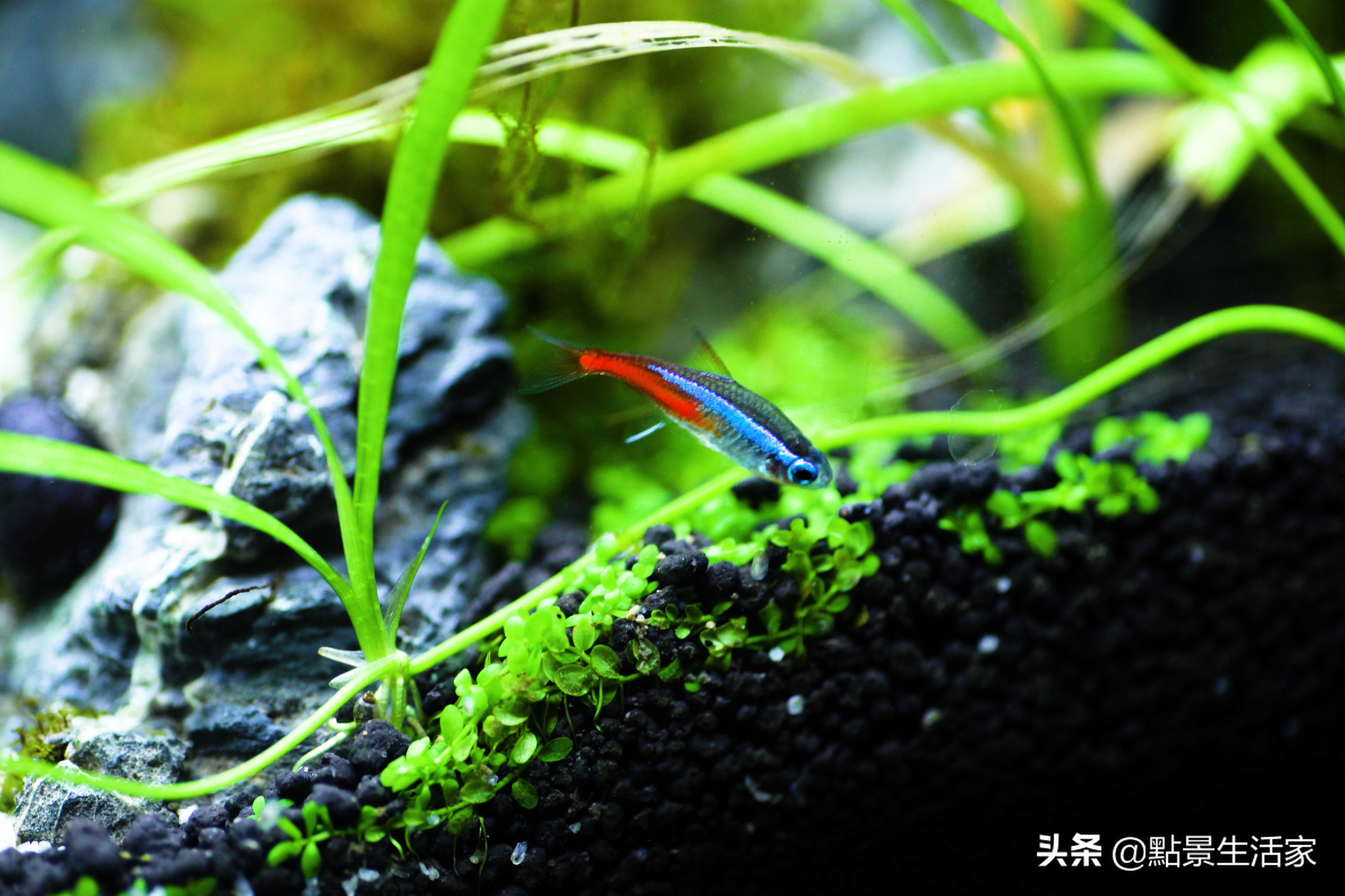 火山石和水草用不用高锰酸钾消毒,84消毒液可以给水草消毒除藻吗