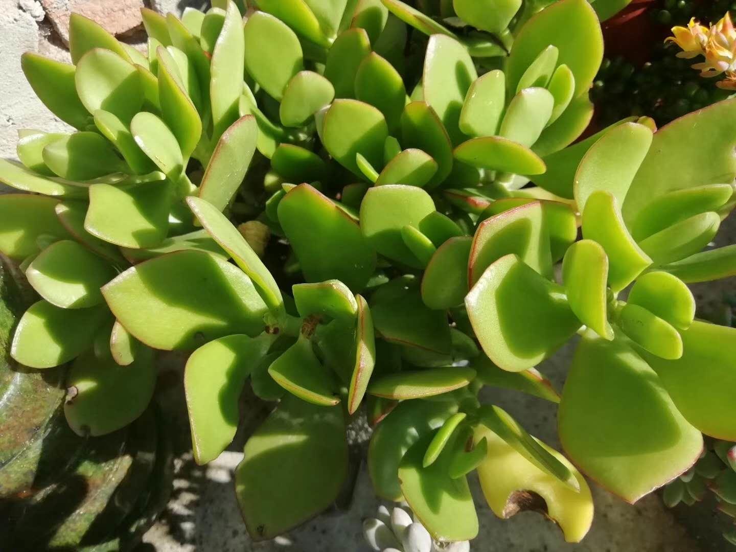 多肉养出状态来有多美?这102种多肉控养上色之后美呆了