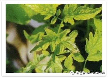 番茄缺镁有什么症状,番茄病毒病的防治和缺素防治
