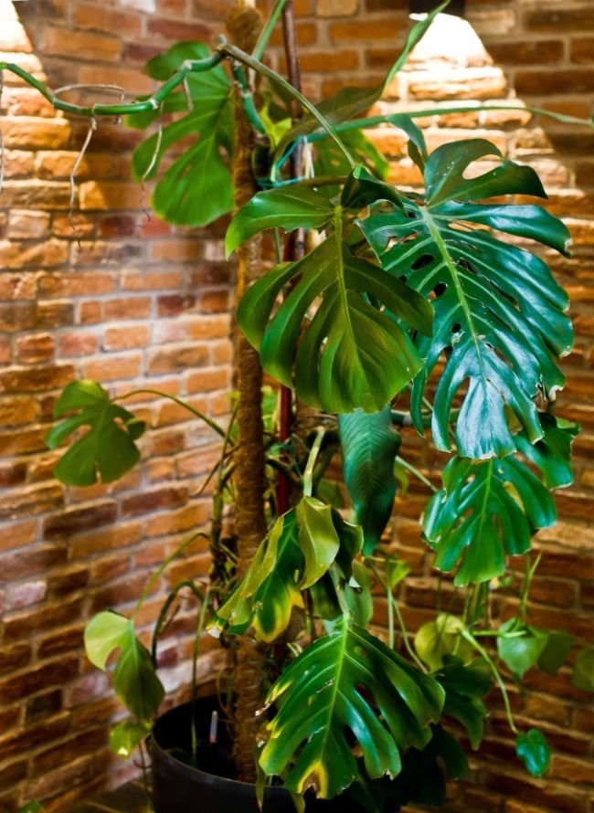 水培龟背竹黄叶后怎么处理干净,龟背竹黄叶怎么补救最佳方法