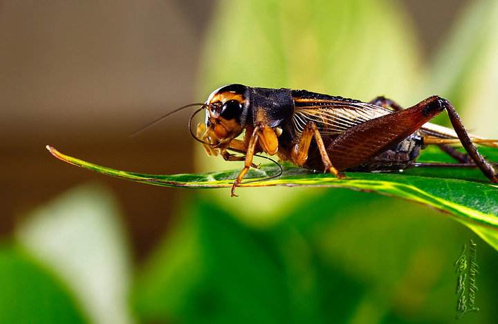 家里有个蛐蛐儿在叫好吗,家里有蛐蛐是有窝吗