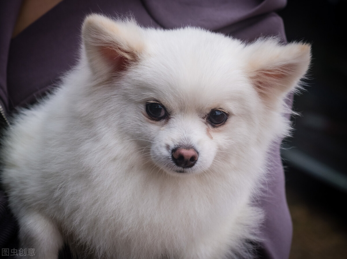 博美一胎能生几个？狗狗在怀孕期间的注意事项