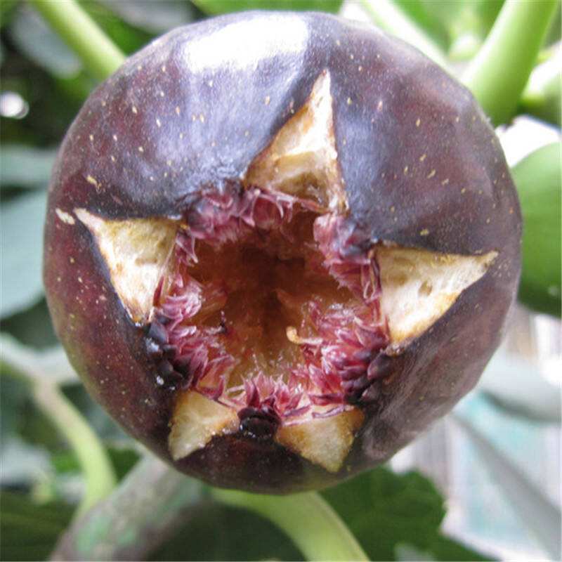 无花果被称为生命之果,生命之树盆栽