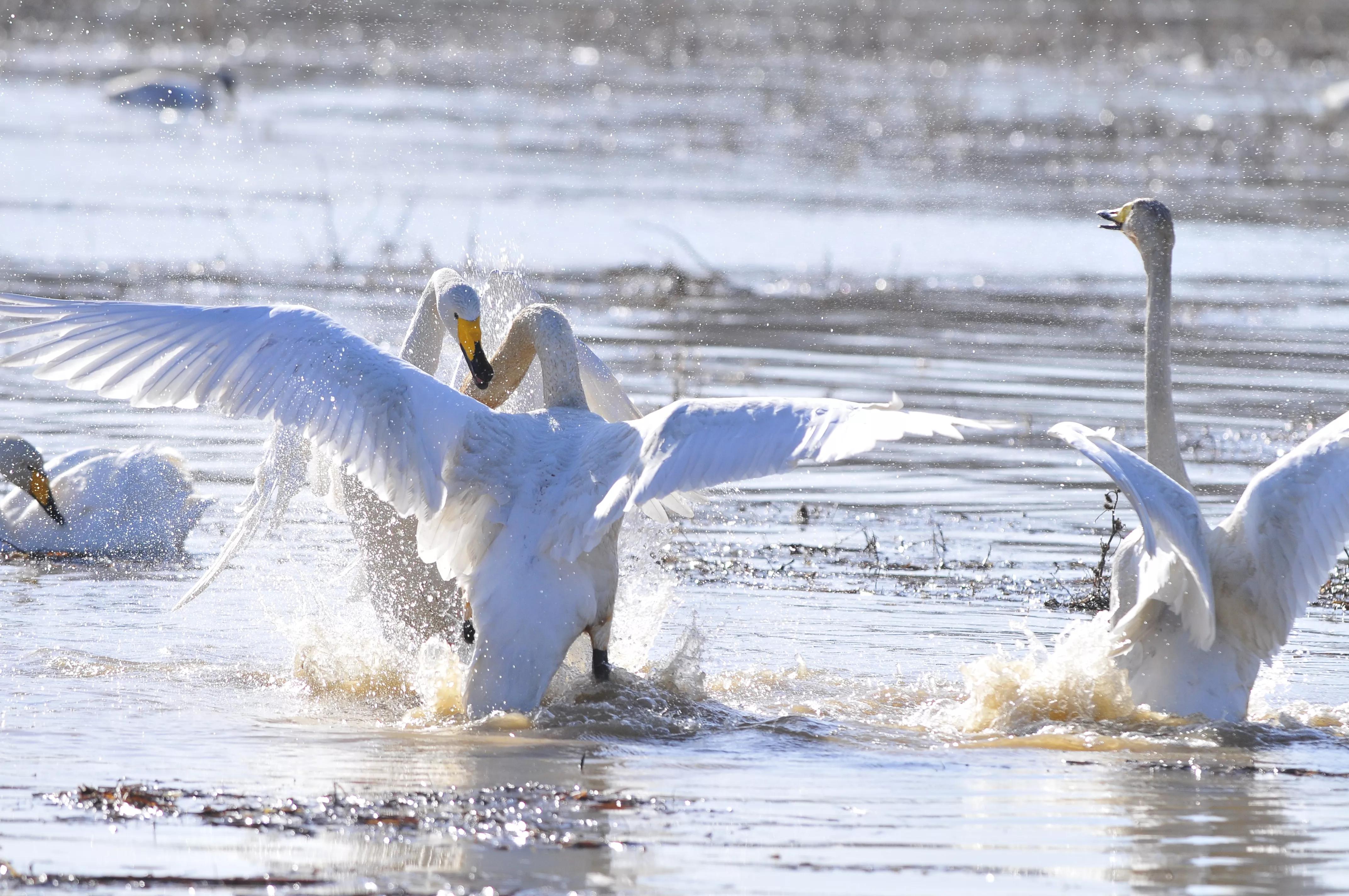 D300s+300F4拍摄/满意,趣解/天鹅斗:只动嘴不动手
