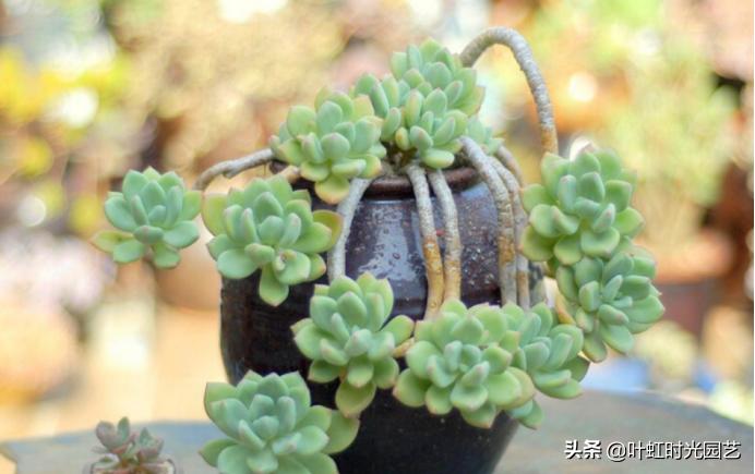 多肉老桩大科普，贱卖老桩可以买？性价比大揭秘！