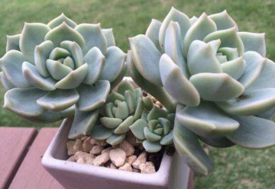 哪些品种的多肉喜欢生虫,哪些多肉露养也难出状态