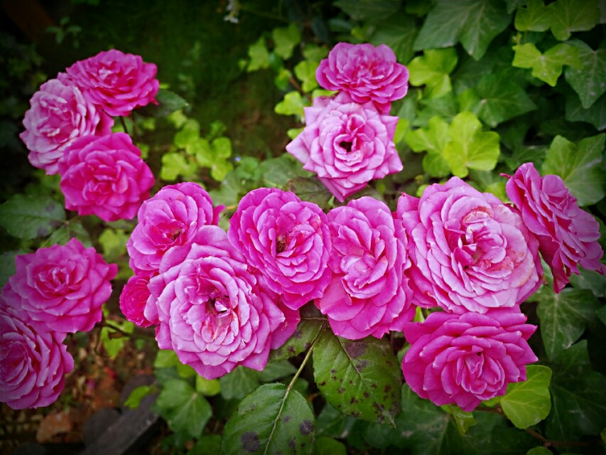 一半咖啡一半书,一半咖啡一半奶叫什么