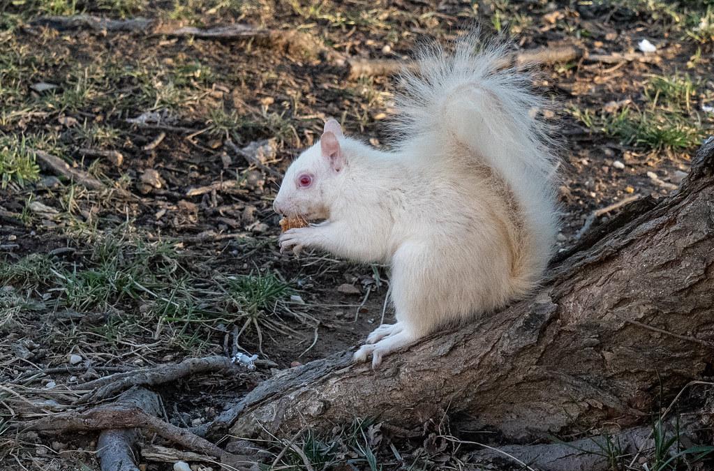 大熊猫不但有黑白色也有棕白色,白色大熊猫健康吗