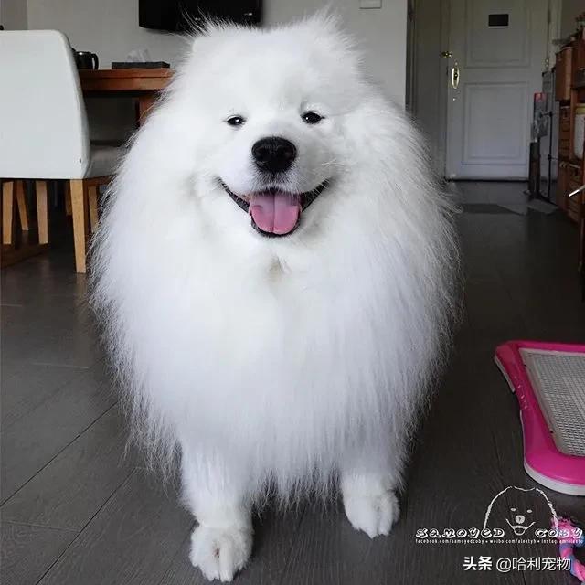 柯基和萨摩哪个可爱,萨摩耶和柯基哪个体型大