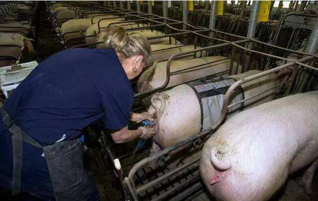 如何提高母猪养猪场效益,提高猪场生产成绩的方法