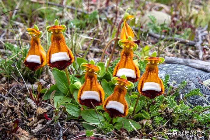 布袋兰花品种图片大全,我国特有的单种属珍稀濒危兰花