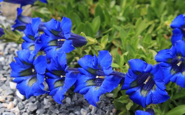 神农本草经中的药材图片,神农本草经高清彩图