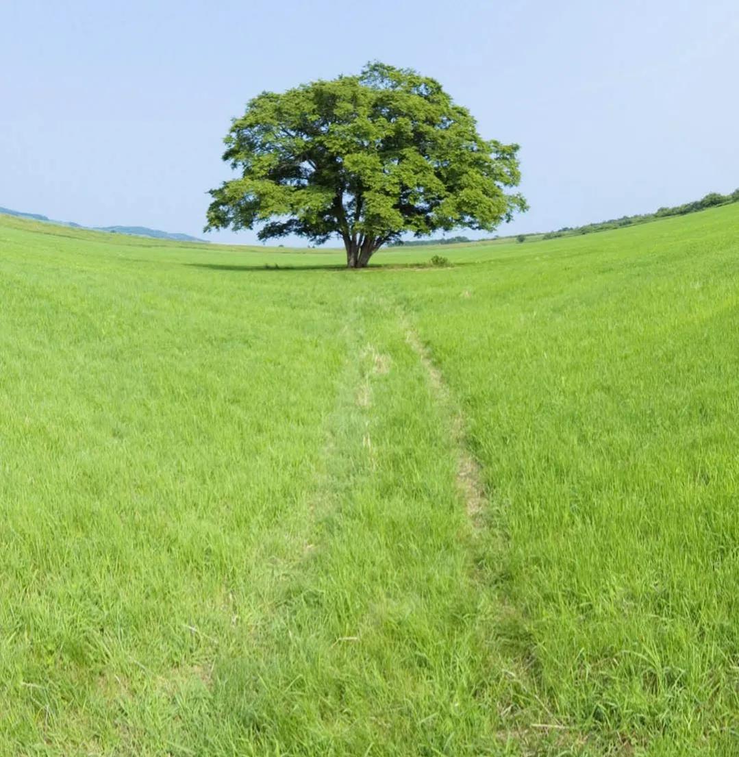 清平乐宋词作品欣赏,宋词清平乐的赏析