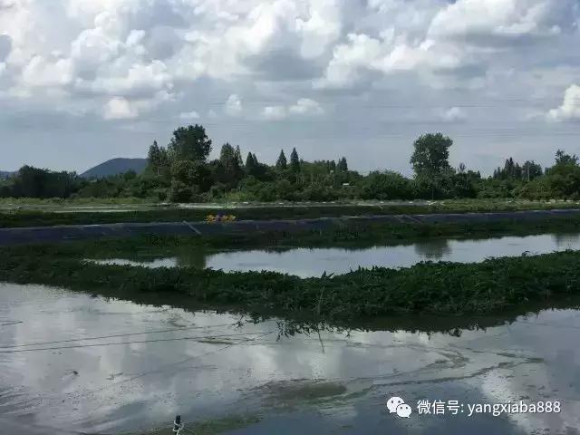 他把空心菜种到池塘里，鱼虾产量高得惊人！