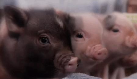 欧阳娜娜戚薇刘海,欧阳娜娜周冬雨刘昊然