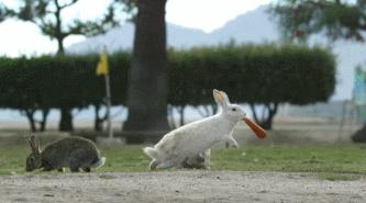 豆瓣9.1，看一次被萌一次，根本顶不住它们的可爱