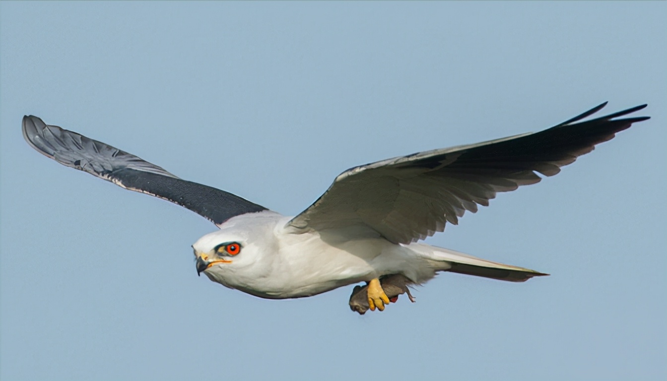 东江揽胜,惠州淡水常见鸟类图谱