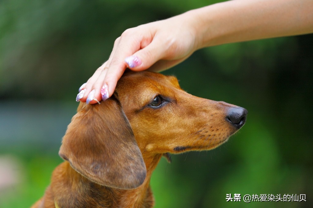 遛狗回家正确的给狗狗擦脚的方法,你会给狗狗洗脚吗