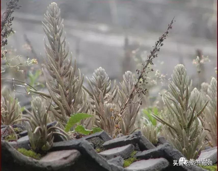 随笔吉他贝斯,瓦松的故事