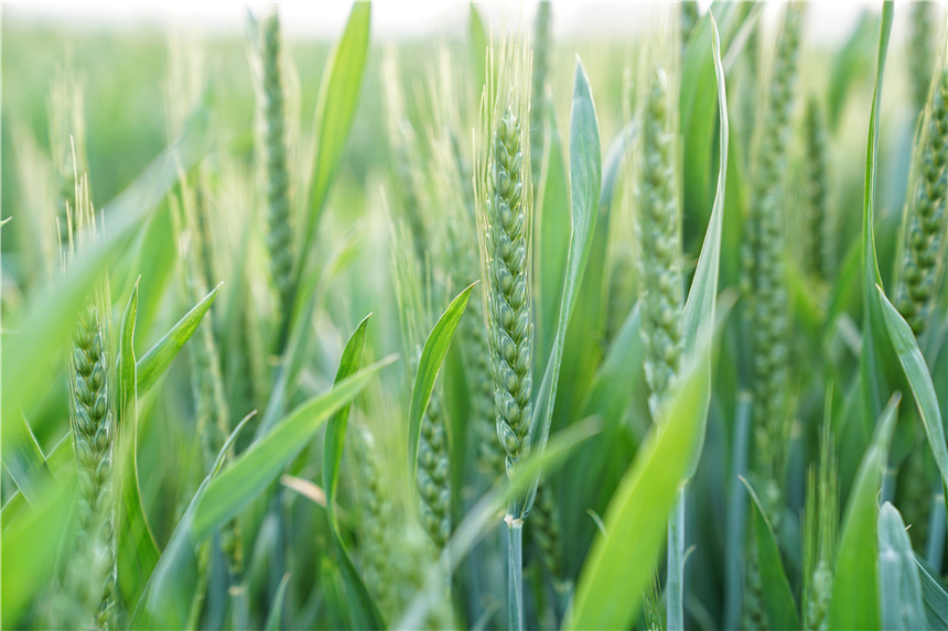 我和宿州有个约会，一场花事，一次慢旅行，探寻最烟火的宿州味道