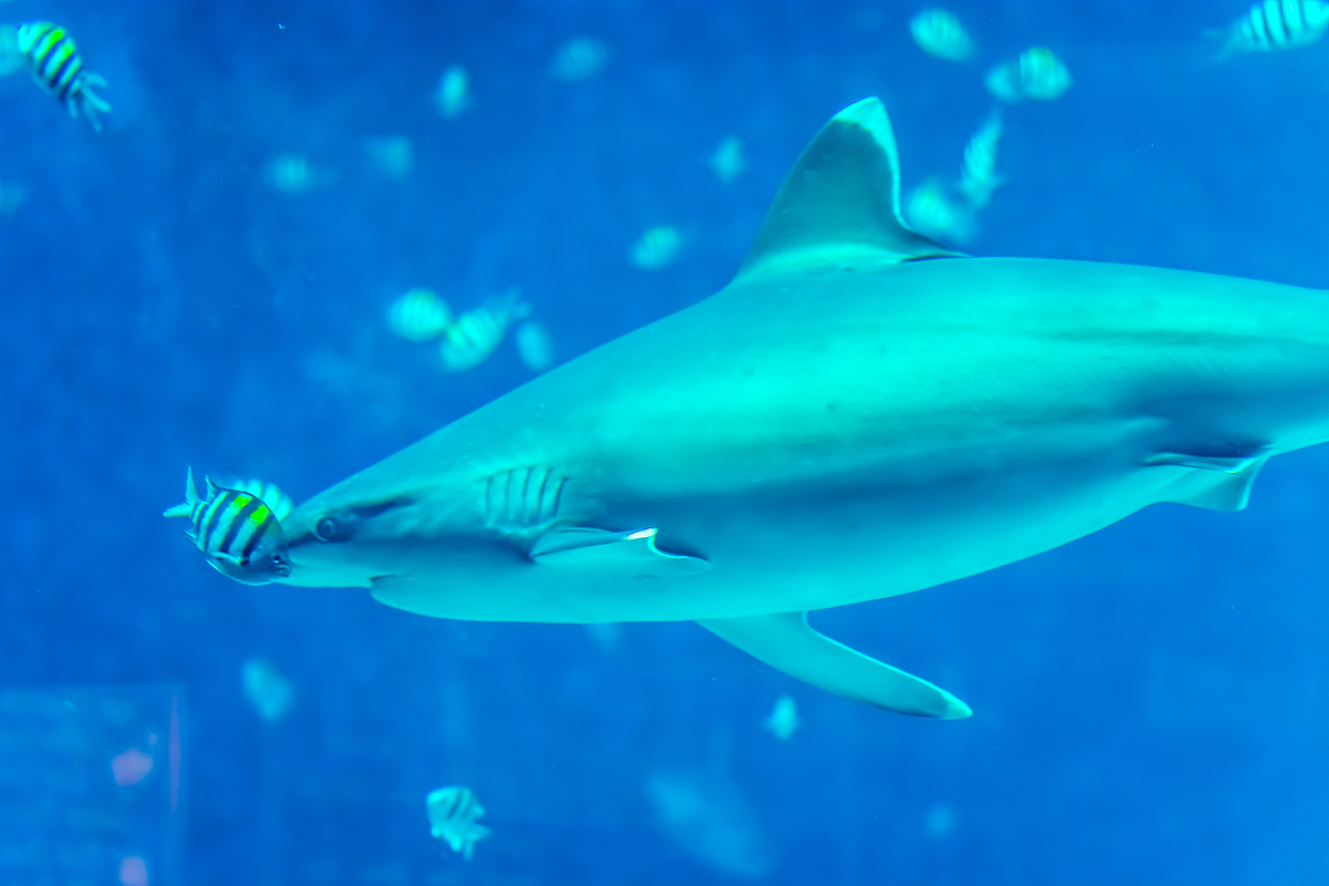 荷维湾水上活动精彩纷呈，全年无休，期待着你的光临