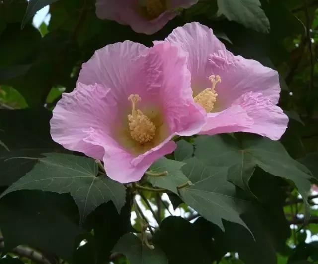 常见100种花卉介绍图片,四个季节开花的植物花卉有哪些
