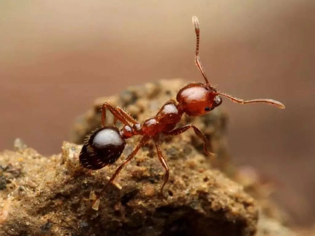 最具杀伤力的蚁种之一巨人恐蚁,巨型毒蚂蚁入侵