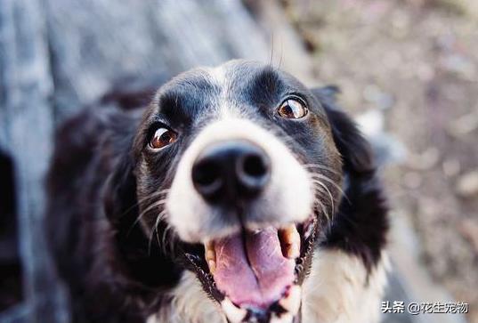 狗狗牙龈发白是贫血吗吃什么药,狗狗贫血牙龈颜色